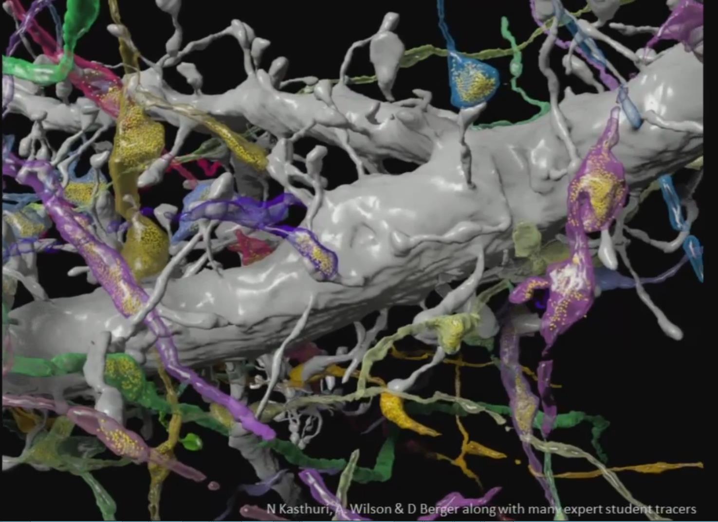 Connectomics: Mapping the Brain (Jeff Lichtman)<br> Professor of Molecular and Cellular Biology